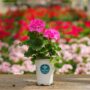 Geranium – Tango Deep Pink – 4.5″ Pot